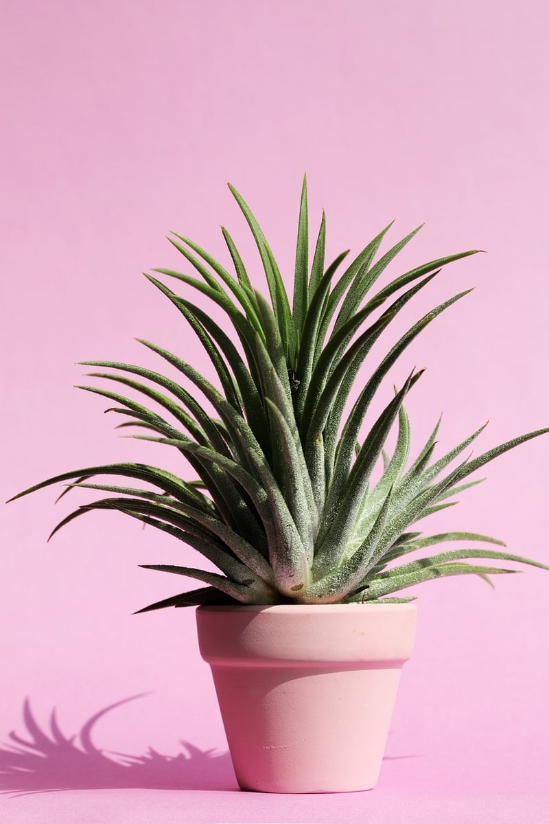 Indoor plant decor