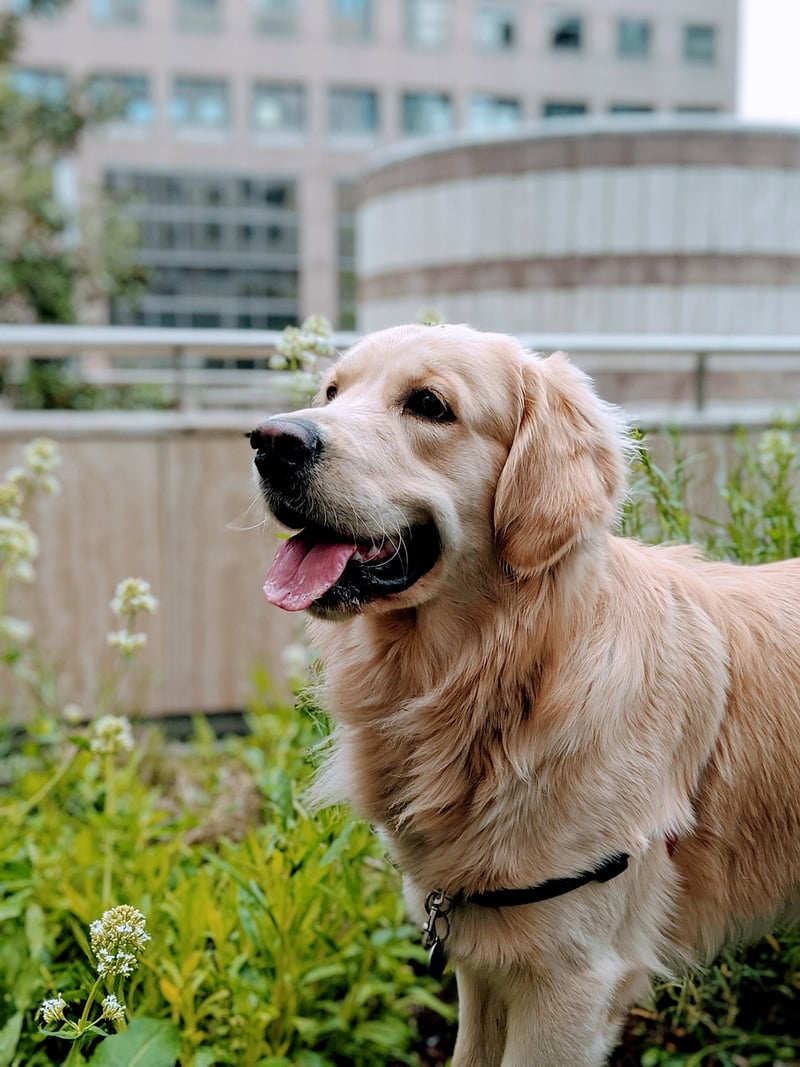 Pet-friendly plants