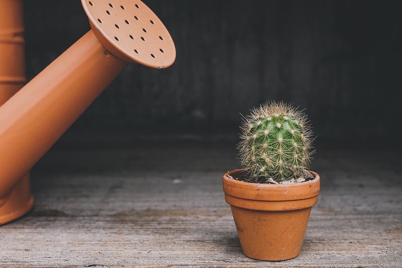 Green plants in pots on a wall